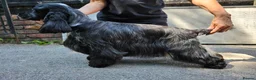 Cocker Spaniel dogs for sale: 3 PURE SHOW BLACK COCKER SPANIEL PUPPIES.  - Advert 4