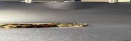 Python Snake reptiles for sale: Yellowbelly-het Pied Male - Advert 9