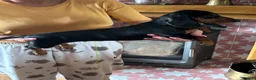 Miniature Dachshund dogs for sale: Puppy for Sale Outstanding KC Male Mini Dachshund  - Advert 5