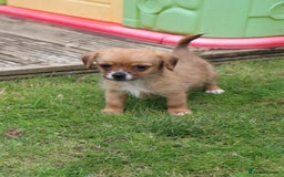 Jack Russell dogs for sale: Beautiful Jack Russell Puppies - Image 12