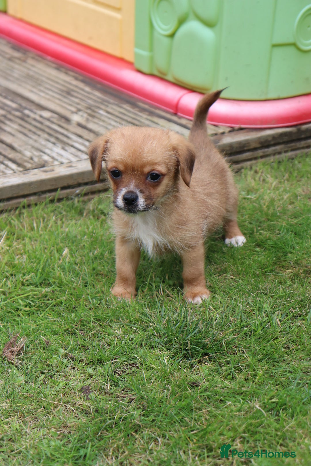 Jack Russell dogs for sale: Beautiful Jack Russell Puppies - Image 12