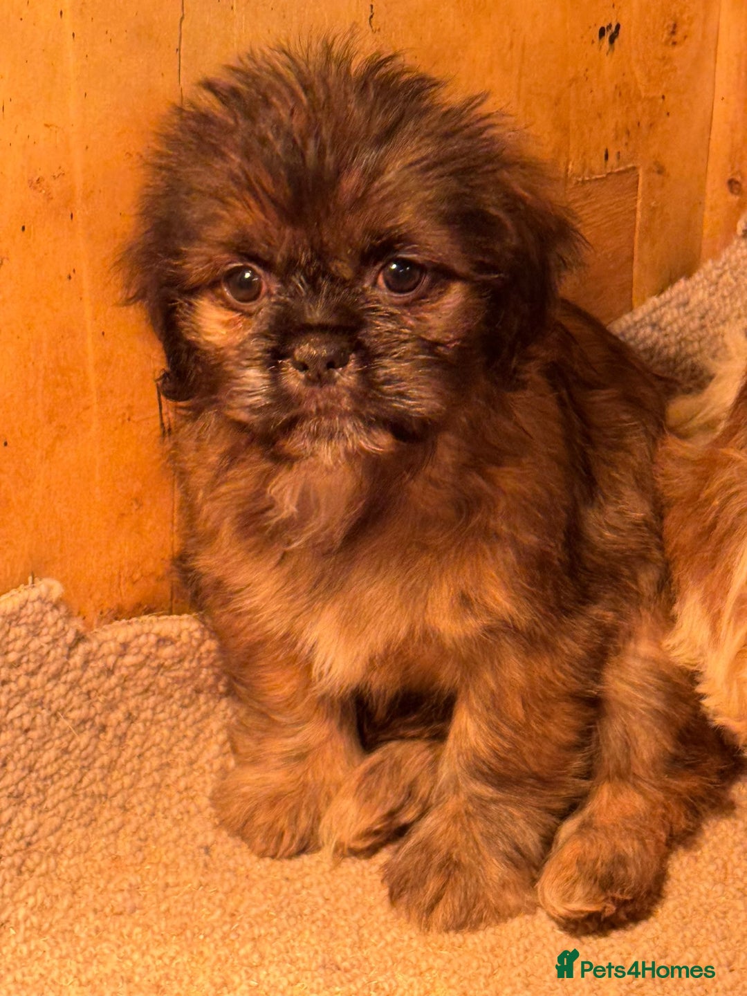 Mixed Breed dogs for sale: 2 shih tzu x - Advert 3