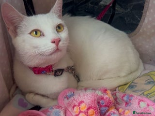 Mixed Breed cats Its time for rescue cat snowflake to have a home - Advert 4