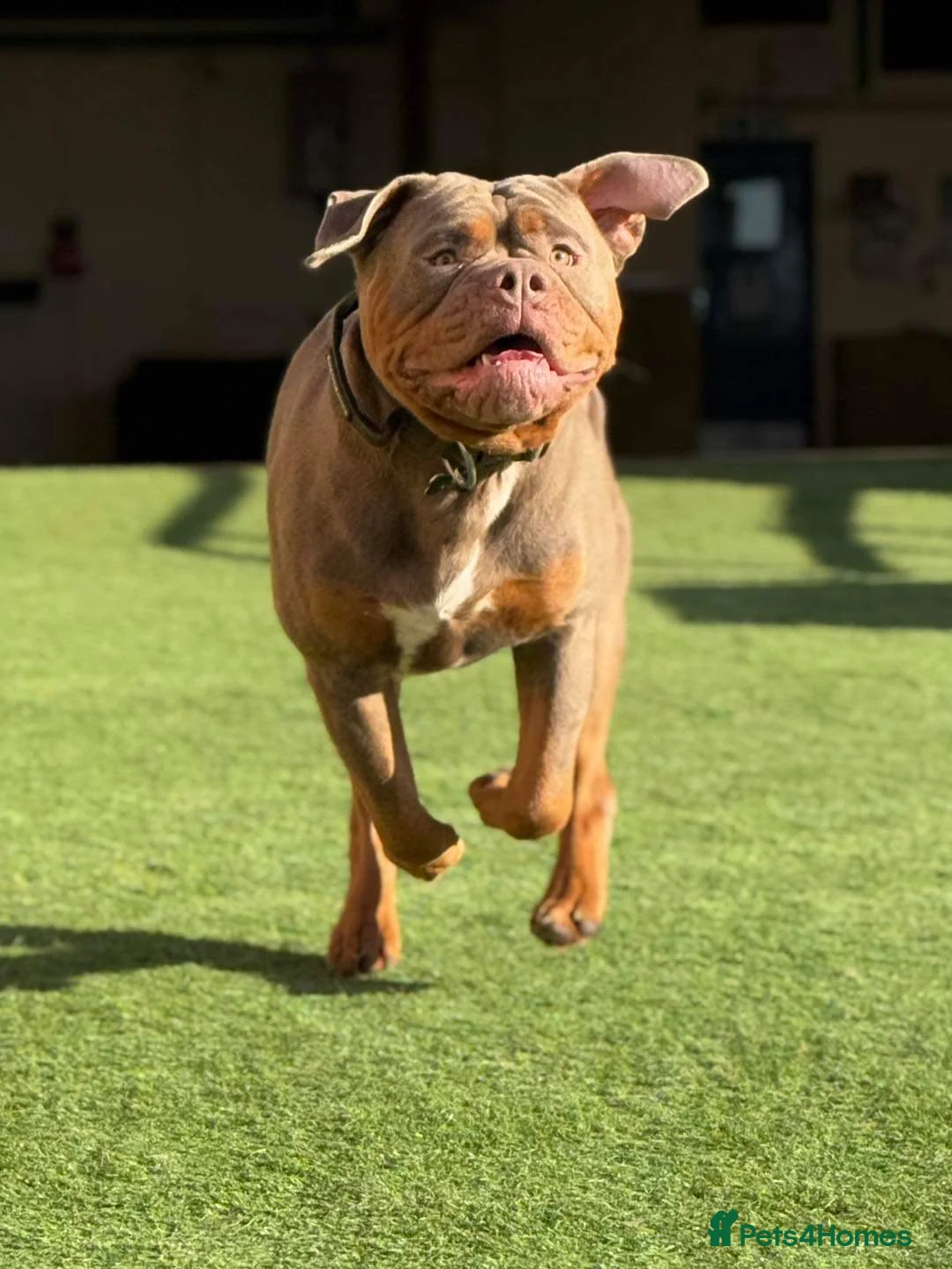 Olde English Bulldogge dogs for stud: Olde English Bulldogge for Stud - Winston in Thetford - Advert 9