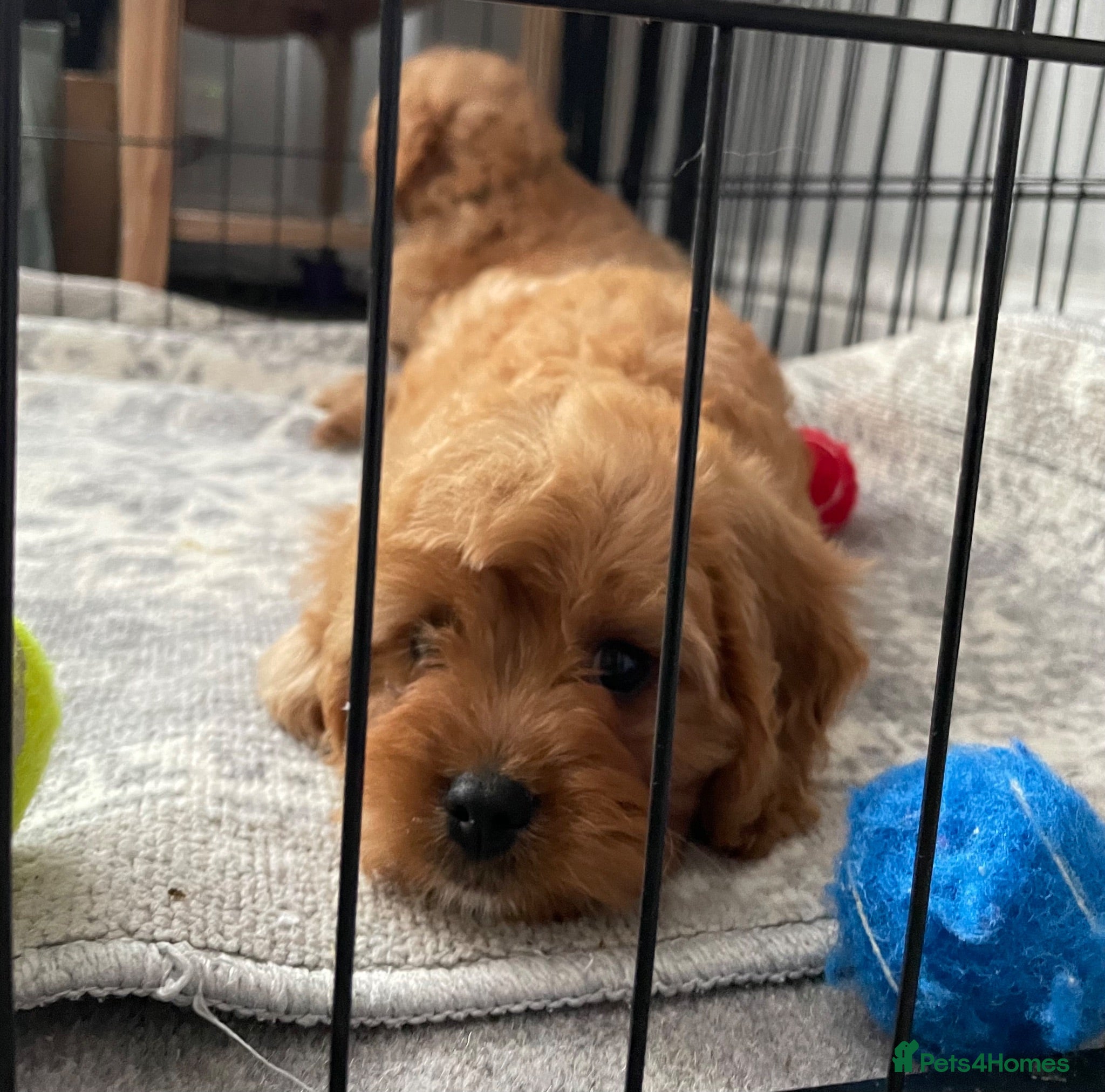 Cavapoo dogs 🐩🐶🐾FULLY HEALTH CLEAR F1 CAVAPOO🐾🐶🐩  - Advert 16