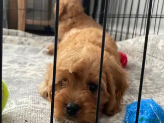 Cavapoo dogs 🐩🐶🐾FULLY HEALTH CLEAR F1 CAVAPOO🐾🐶🐩 - Advert 16