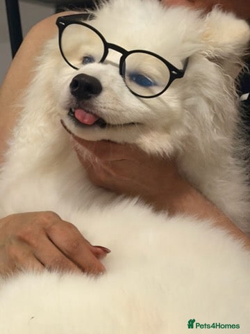 Samoyed dogs Samoyed - Advert 14