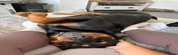 Rottweiler dogs for sale: Loving Rottweiler  - Advert 4