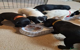 Mixed Breed dogs for sale: Splurcherpoo puppys - Image 24