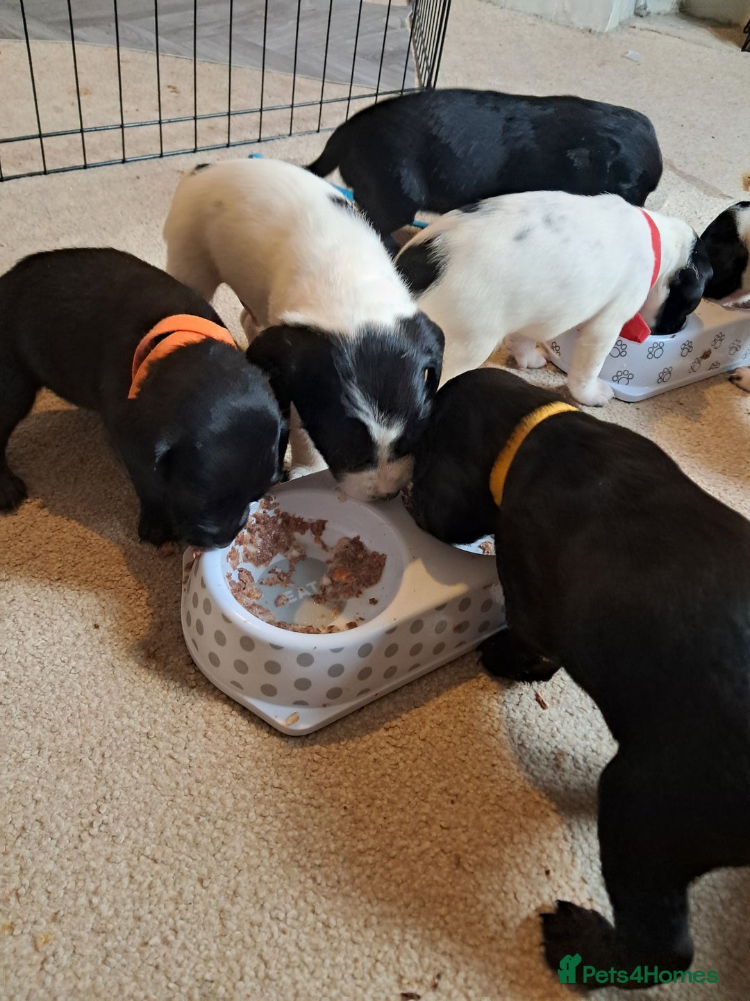 Mixed Breed dogs for sale: Splurcherpoo puppys - Image 24