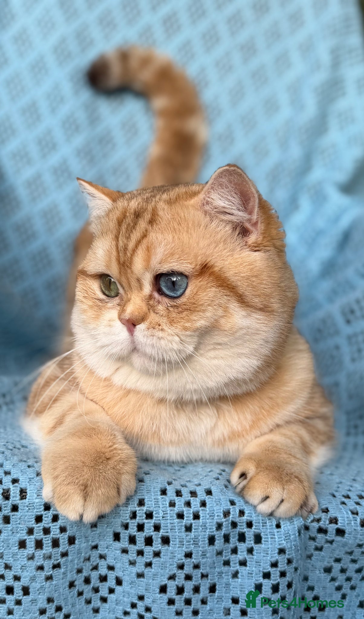 British Shorthair cats British Shorthair/ Longhair Golden stud boy GCCF - Advert 7