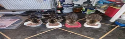 Domestic Shorthair cats for sale: Beautiful kittens for sale /see pictures - Advert 7