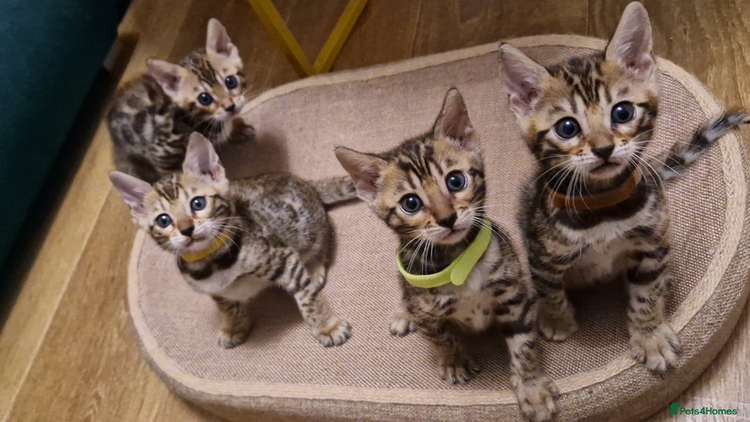 Bengal cats for sale: Beautiful kittens 🥰 - Advert 17