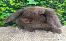 Mini Lop rabbits for sale: BEAUTIFUL BABY MINI LOP BUNNIES  - Image 4