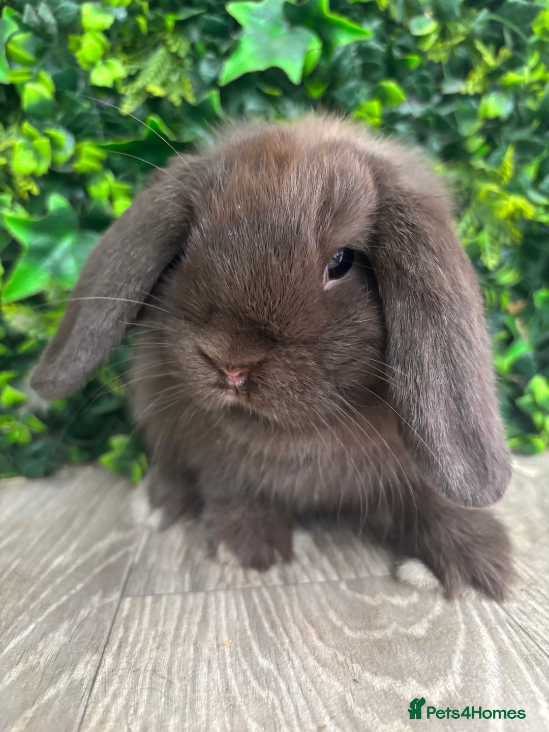 Mini Lop rabbits for sale: BEAUTIFUL BABY MINI LOP BUNNIES  - Image 4