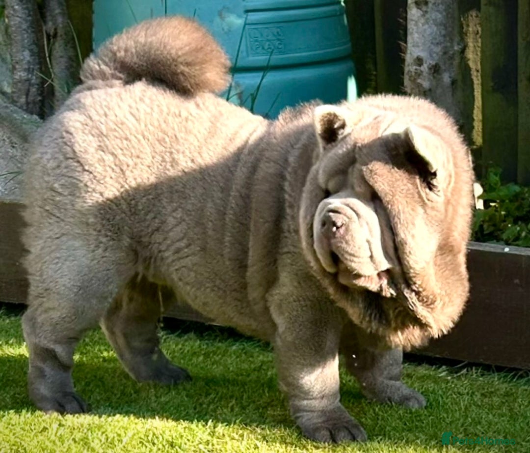 Chow Chow dogs for stud: Rare lilac smooth coat KC reg for stud  - Image 1