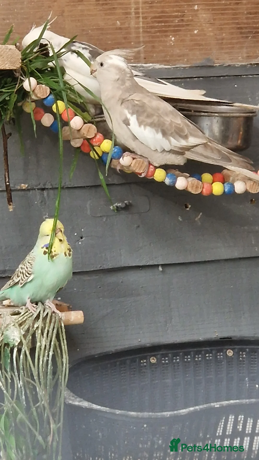 Cockatiels birds for sale: 8 month old whitefaced female cockatiel - Advert 3