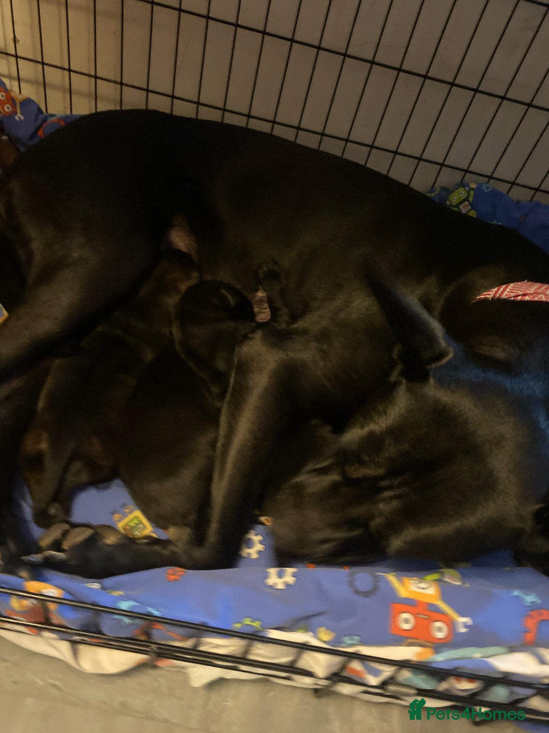 Mixed Breed dogs for sale: Belgian malanious mixed canecorso  - Advert 4