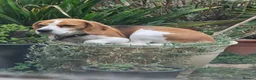 Mixed Breed dogs for sale: Beagle x Shetland Sheepdog Puppies  in Birchington - Advert 1