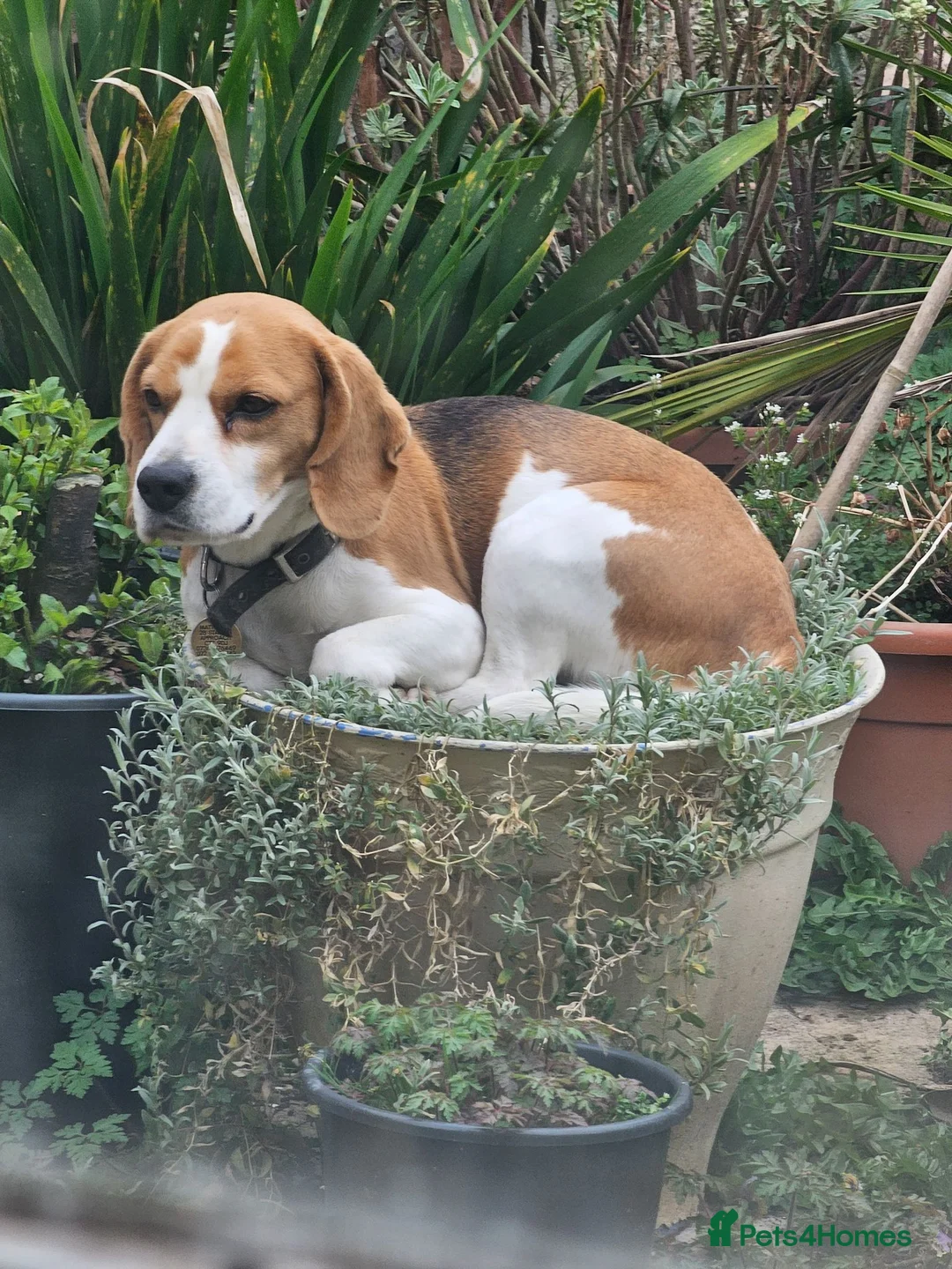 Mixed Breed dogs for sale: Beagle x Shetland Sheepdog Puppies  in Birchington - Advert 1
