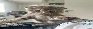 Scottish Fold 2