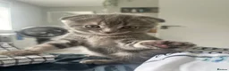 Scottish Fold cats for sale: Scottish fold kittens  in Dewsbury - Advert 9