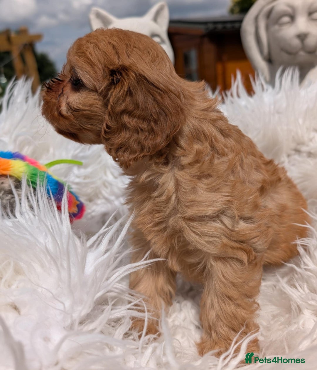 Cavapoo dogs for sale: Stunning true F1 Cavapoos, Apricot and Phantom  - Image 22