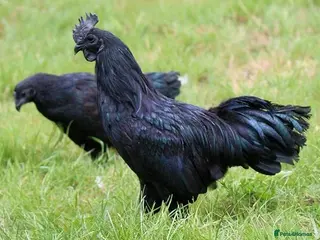 Chickens poultry Ayam Cimani EGGS - Advert 6