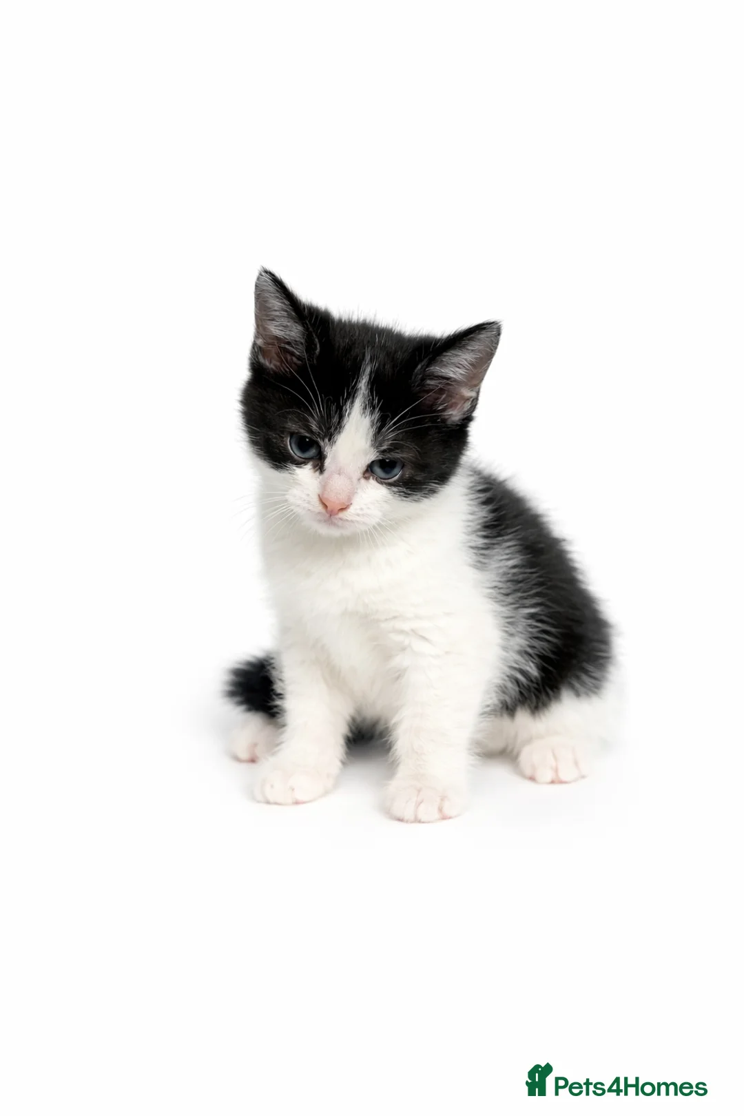 Mixed Breed cats for sale: Beautiful kittens looking for forever home in Stoke-on-Trent - Advert 8