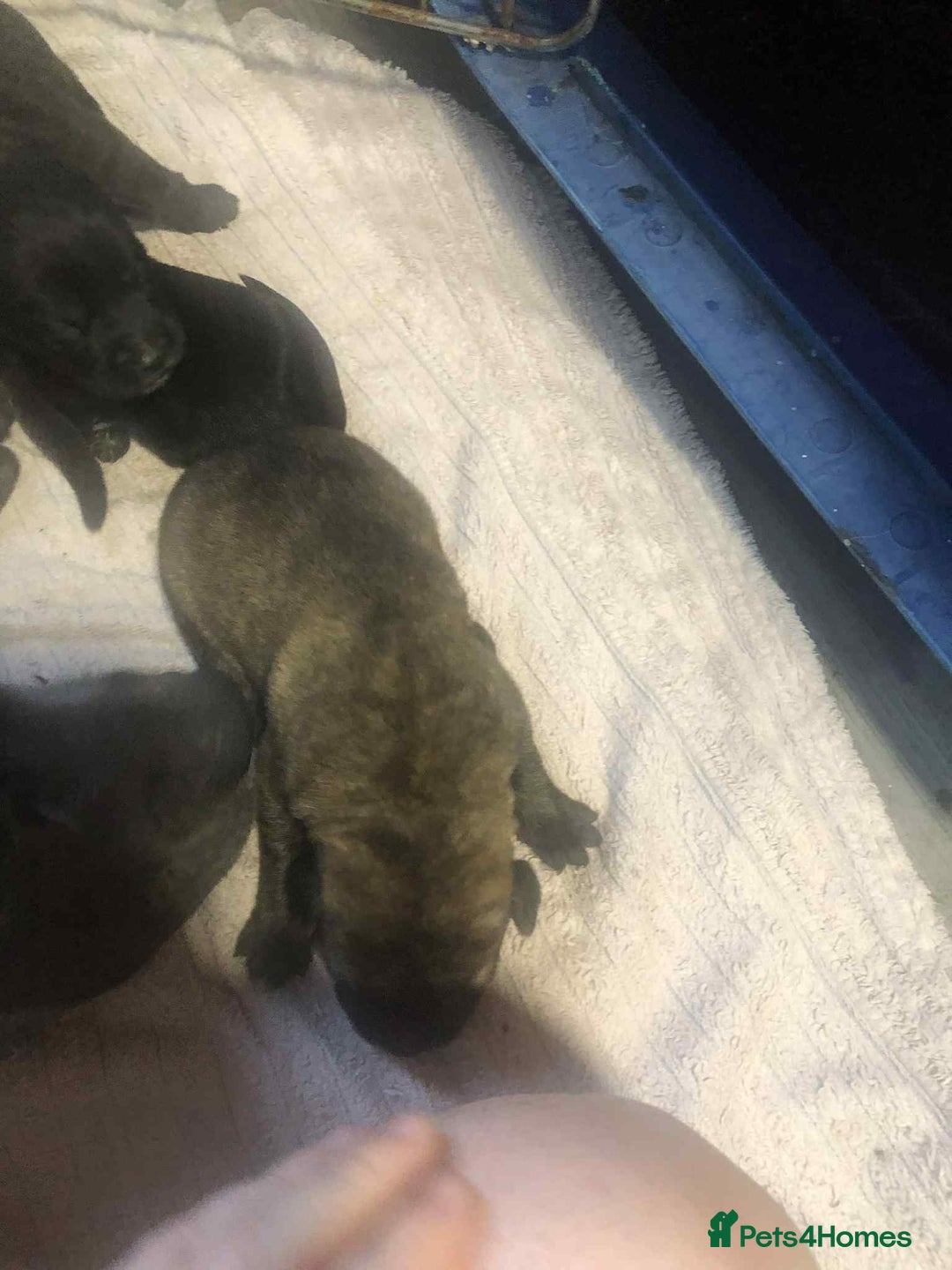 Mixed Breed dogs for sale: Cane corso cross German shepherd puppy’s  - Image 7