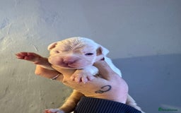 Boxer dogs for sale: Quality KC Boxer Puppies  - Advert 8