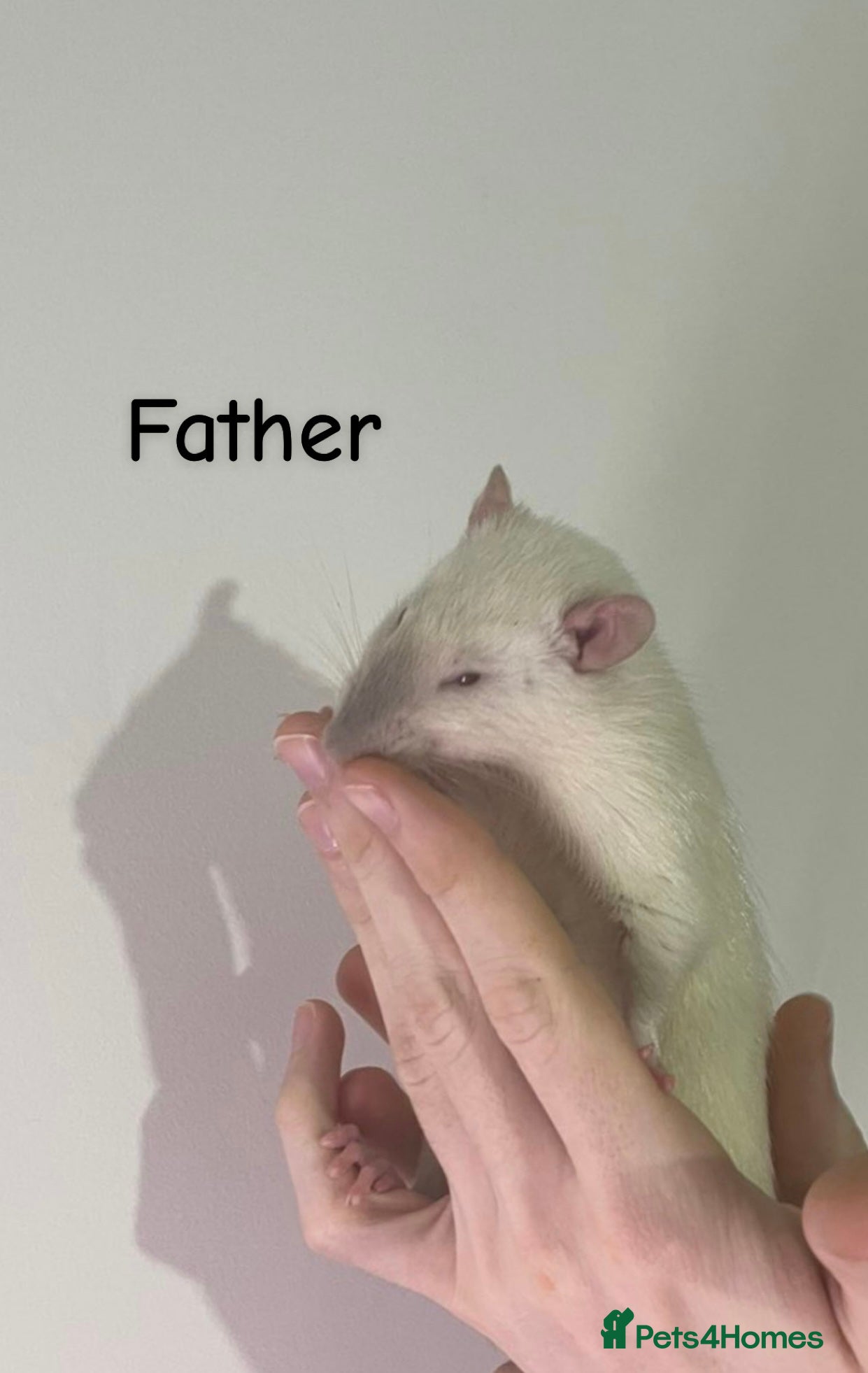 Rat rodents Siamese X Dumbo hooded - Advert 12