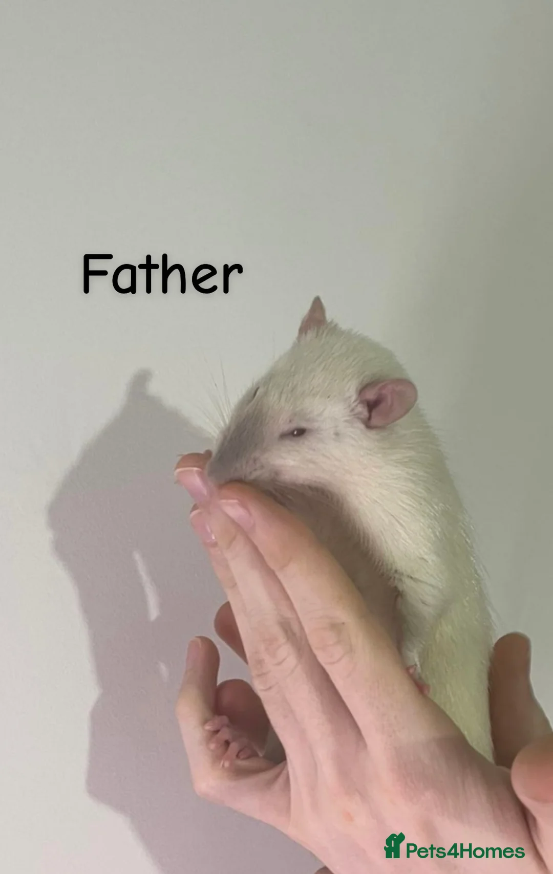 Rat rodents for sale: Pure Siamese and mixed Siamese babies  - Advert 1