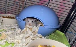Hamster rodents for sale: 2 male gerbils - Image 12