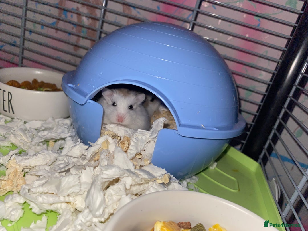 Hamster rodents for sale: 2 male gerbils - Image 12