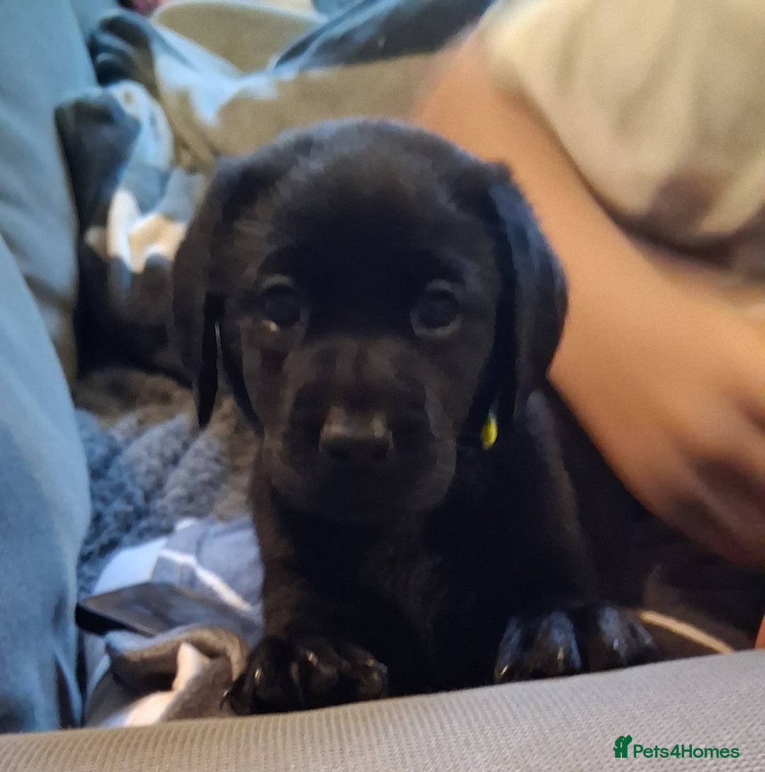 Labrador Retriever dogs for sale: Beautiful black Labrador puppies  - Image 5