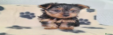 Boy