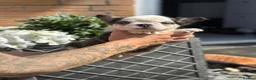 French Bulldog dogs for sale: French bulldog puppies  - Advert 26