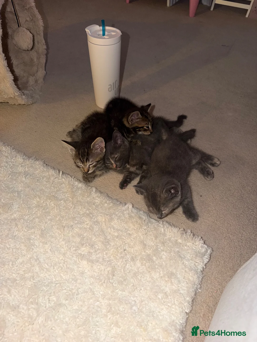 Mixed Breed cats for sale: Kittens for sale  in Bridgend - Advert 2