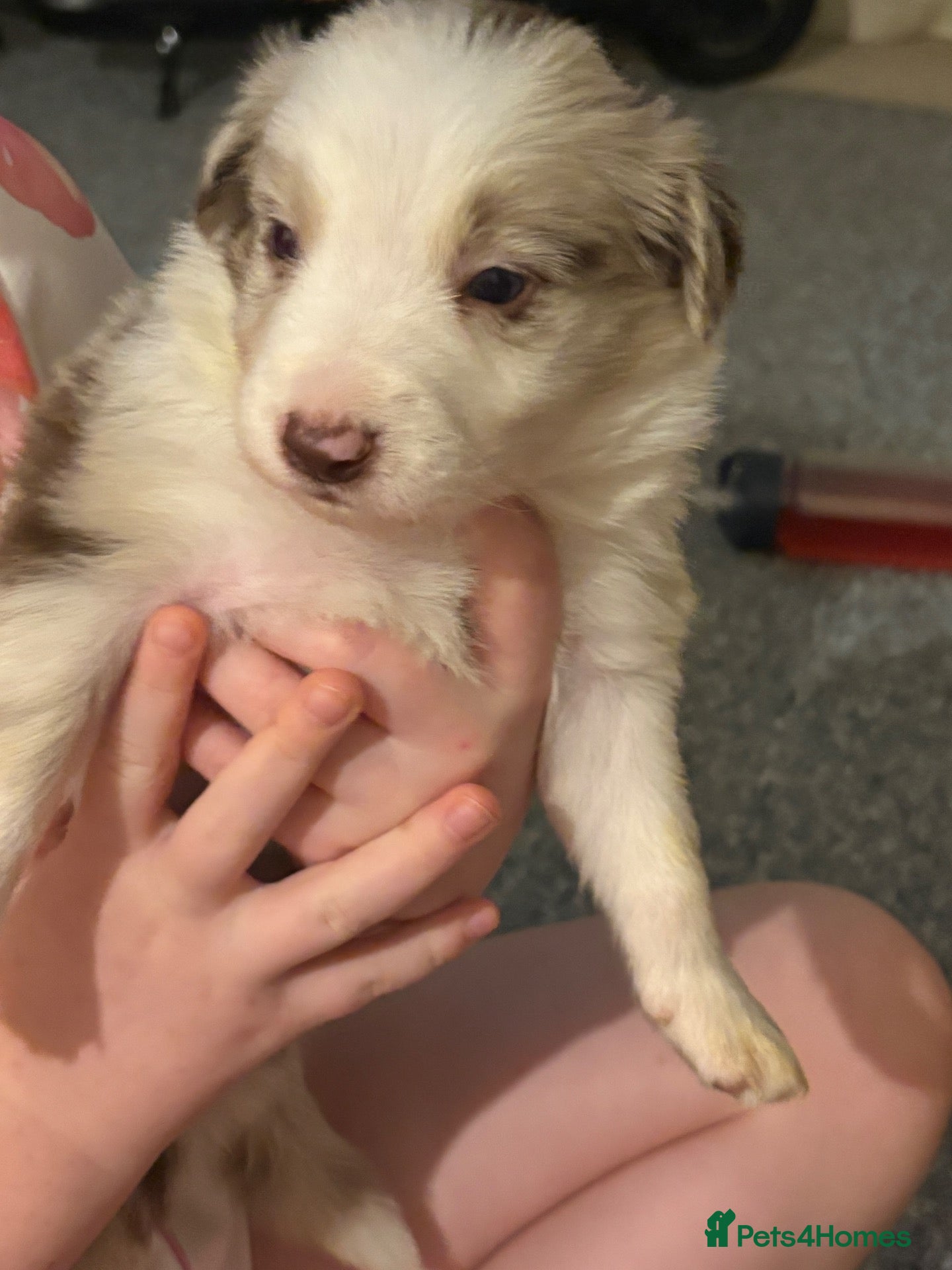 Border Collie dogs  Long coated pure bred collie puppies blue merles  - Advert 1