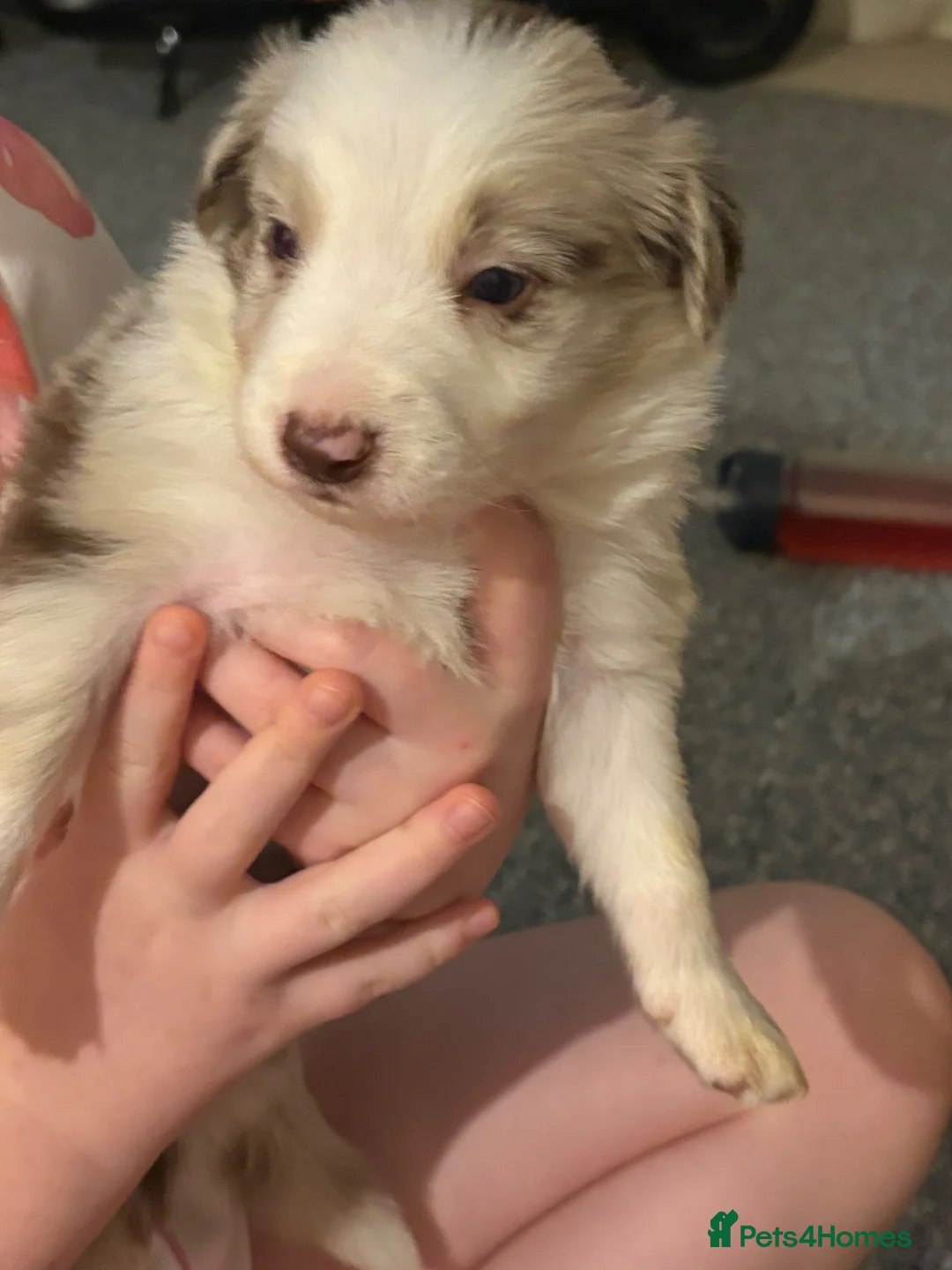Border Collie dogs for sale:  Long coated pure bred collie puppies blue merles  - Advert 1