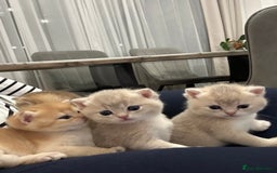 British Shorthair cats for sale: British Shorthair Golden & Bluegolden kitten GCCF - Image 6