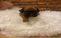 Boxer dogs for sale: 27 Champion bloodline boxers due 14th October  - Image 3