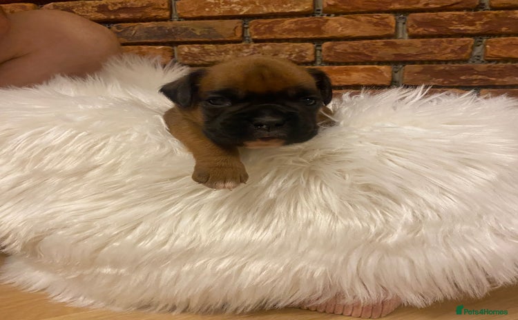 Boxer dogs - Advert 1