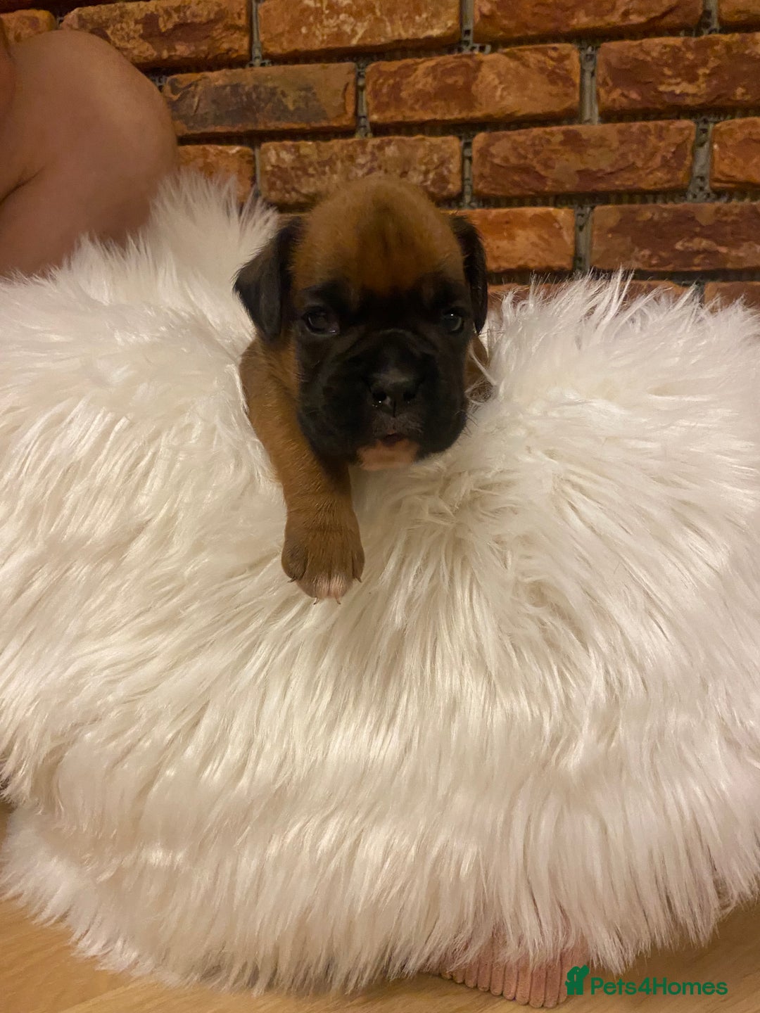 Boxer dogs for sale: 27 Champion bloodline boxers due 14th October  - Image 3