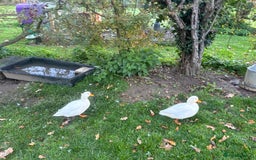 Ducks poultry for sale: Pair of call ducks  - Image 9