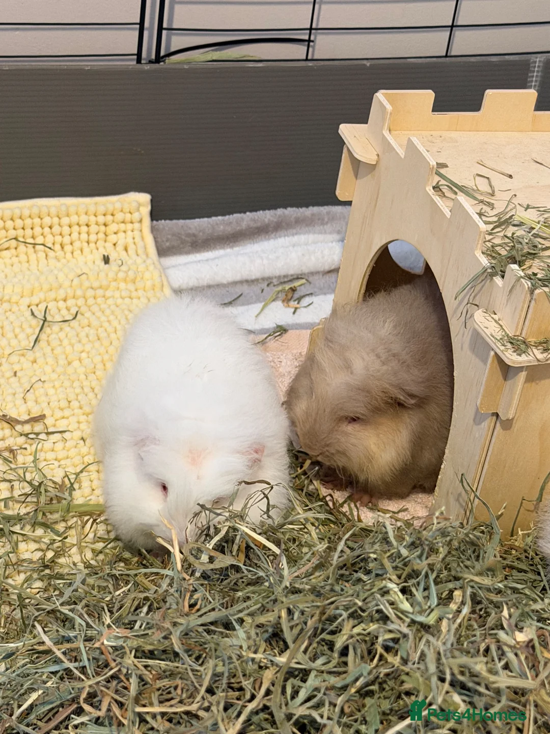 Guinea Pig rodents for sale: Well handled sheltie x teddy baby boar guinea pigs - Advert 2
