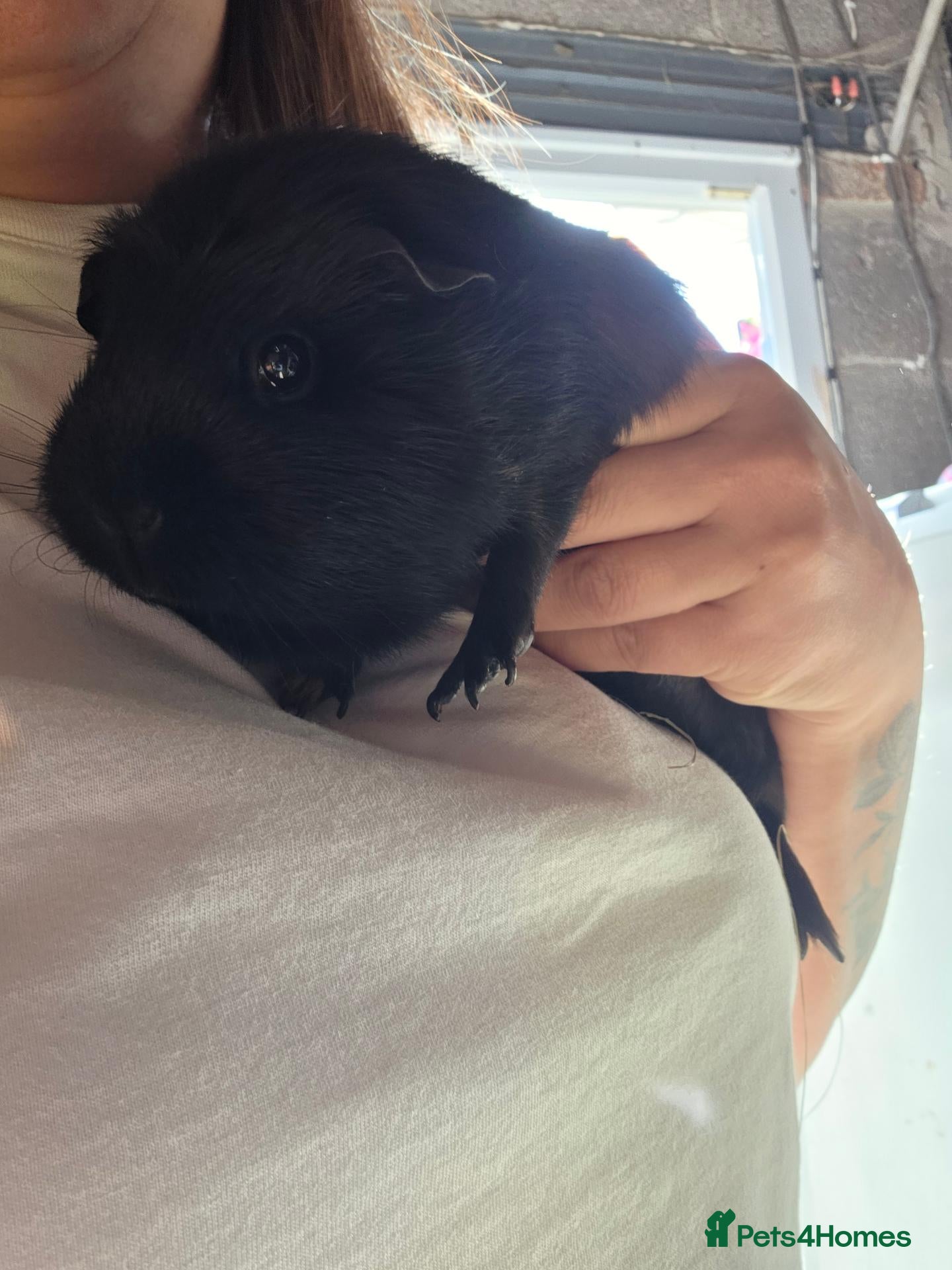 Guinea Pig rodents 2 beautiful female guinea pigs  - Advert 10