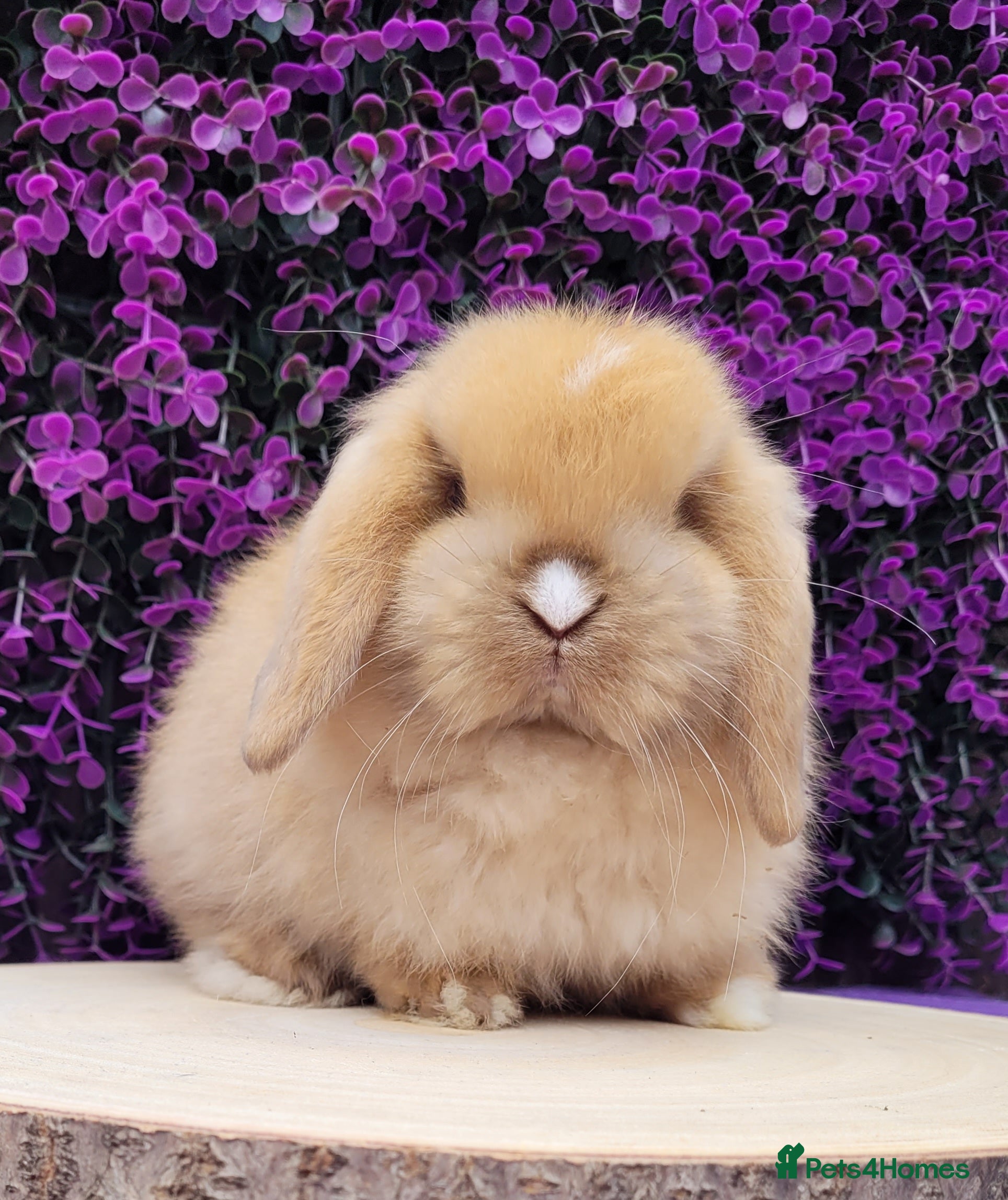 Mini Lop rabbits Beautiful mini lop bunnies available - Advert 16