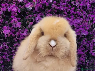 Mini Lop rabbits Beautiful mini lop bunnies available - Advert 16